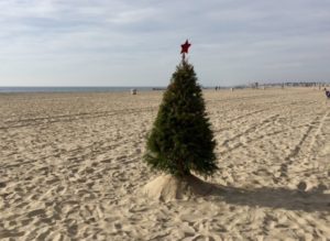 Tree on Balboa Peninsula, December 2017, by Michael Ashley